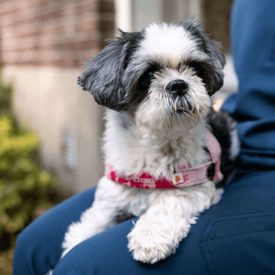 Cozy buiten op schoot